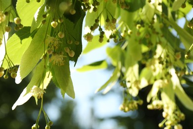 Photo of Beautiful linden tree with blossoms and green leaves outdoors