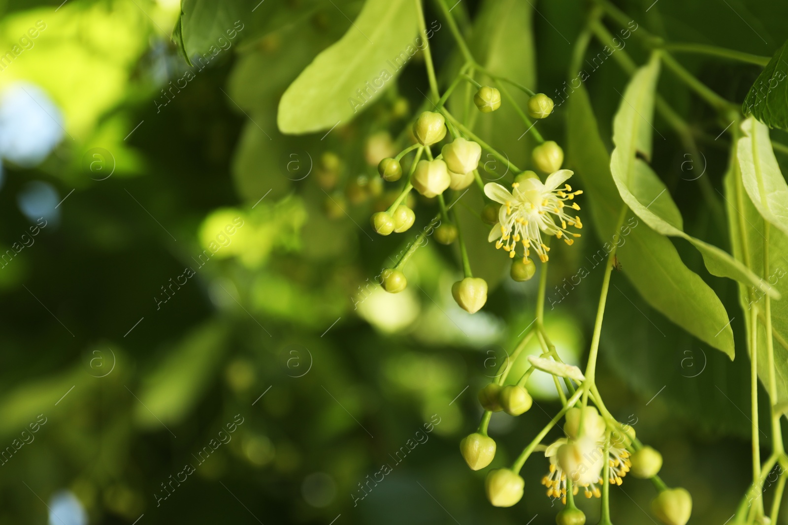 Photo of Beautiful linden tree with blossoms and green leaves outdoors, space for text