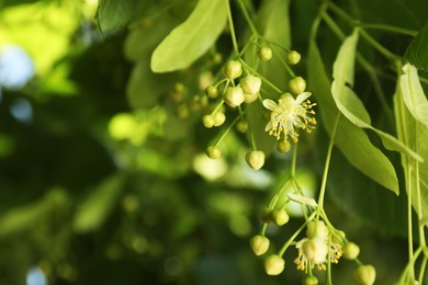 Photo of Beautiful linden tree with blossoms and green leaves outdoors, space for text