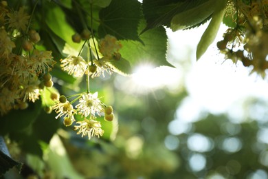 Photo of Beautiful linden tree with blossoms and green leaves outdoors, space for text