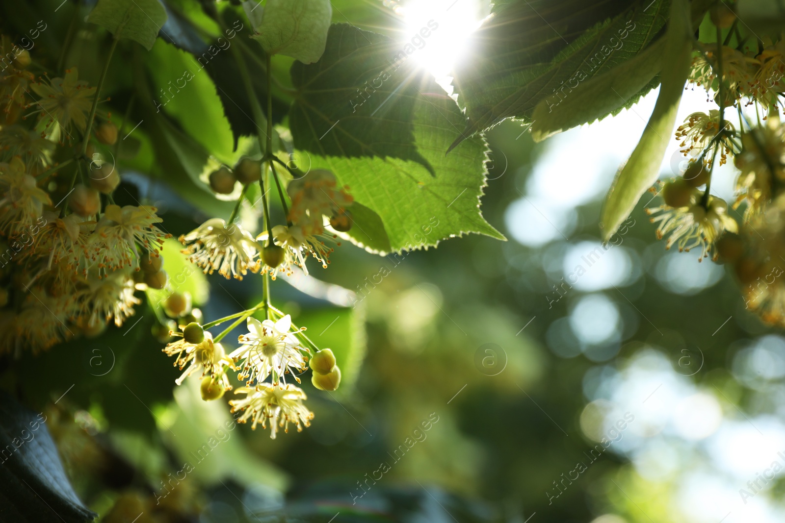 Photo of Beautiful linden tree with blossoms and green leaves outdoors, space for text