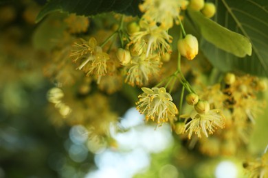 Beautiful linden tree with blossoms and green leaves outdoors