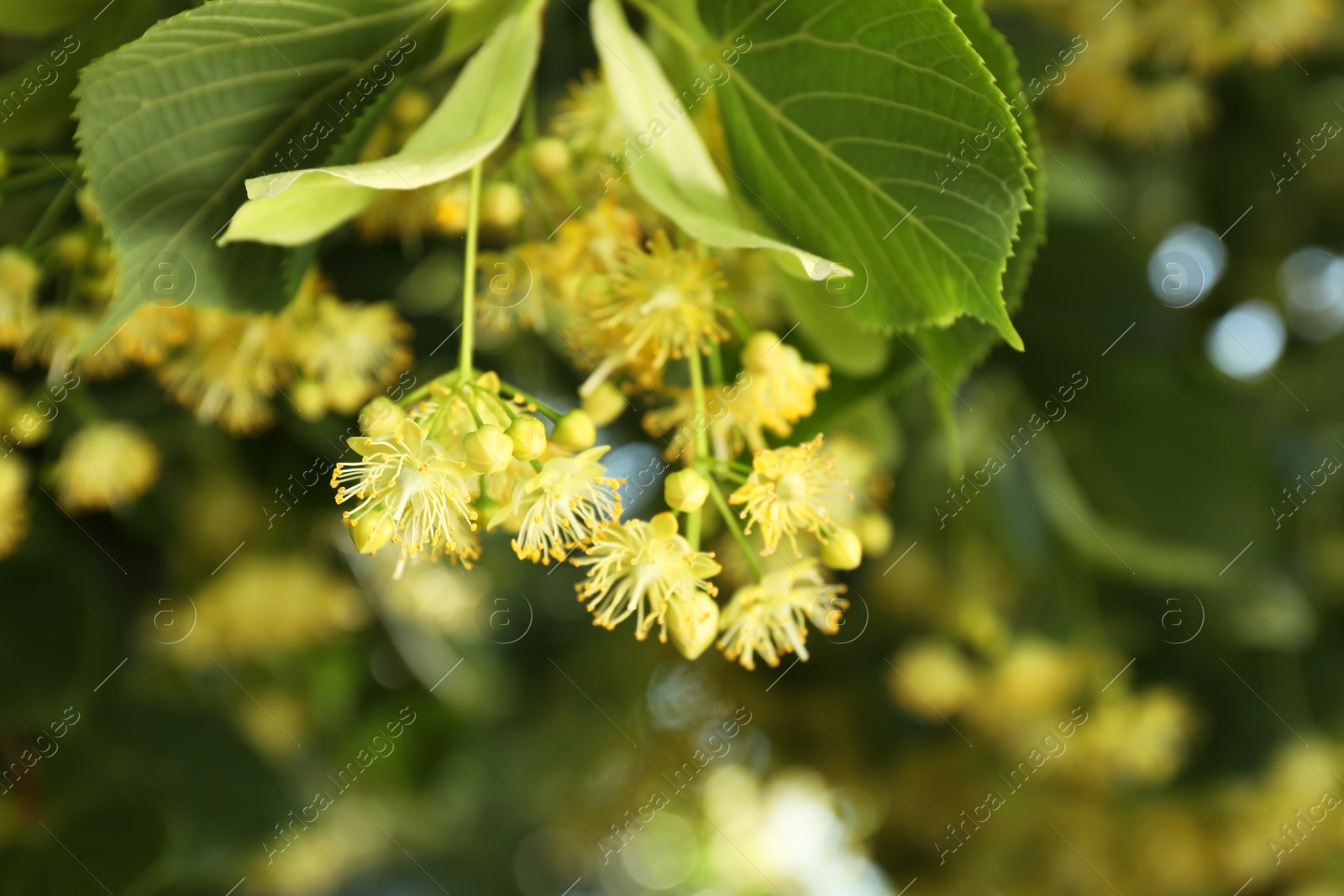 Photo of Beautiful linden tree with blossoms and green leaves outdoors, closeup