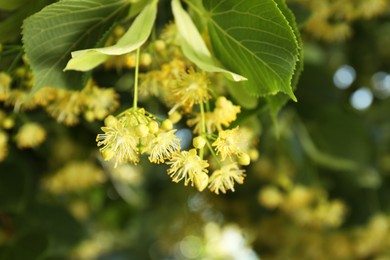 Photo of Beautiful linden tree with blossoms and green leaves outdoors, closeup