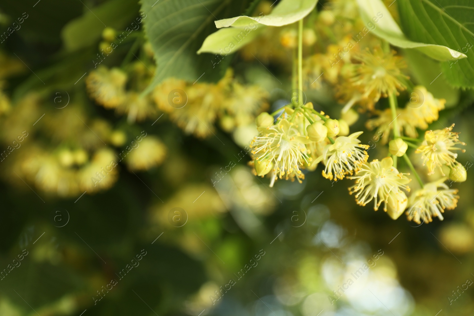 Photo of Beautiful linden tree with blossoms and green leaves outdoors, closeup. Space for text