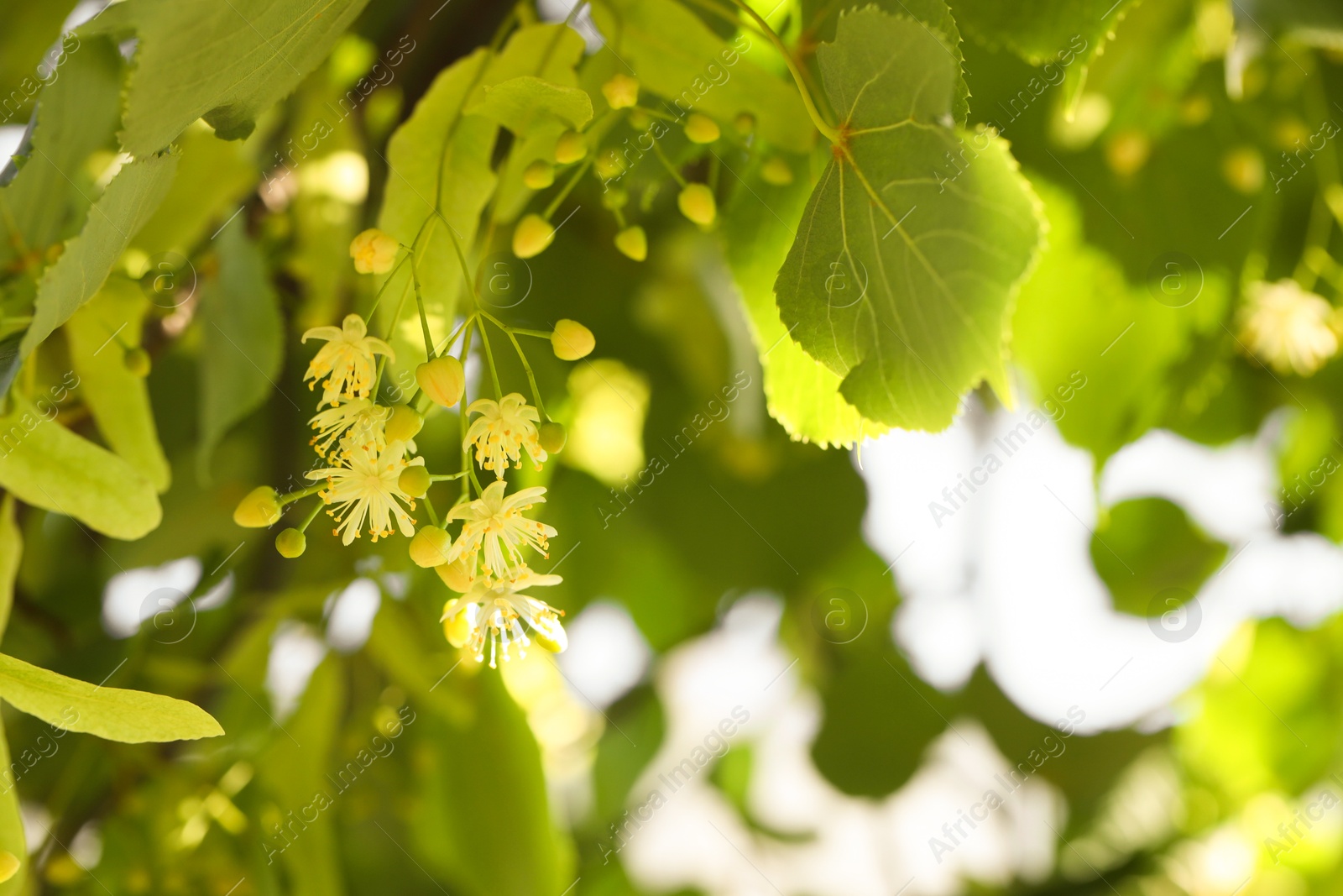 Photo of Beautiful linden tree with blossoms and green leaves outdoors