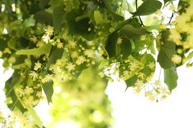 Photo of Beautiful linden tree with blossoms and green leaves outdoors