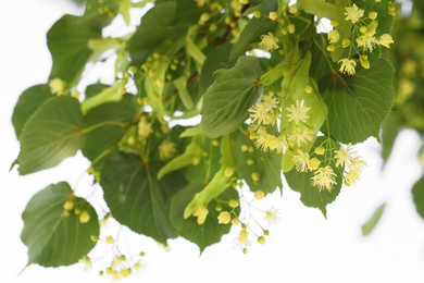 Photo of Beautiful linden tree with blossoms and green leaves against blue sky