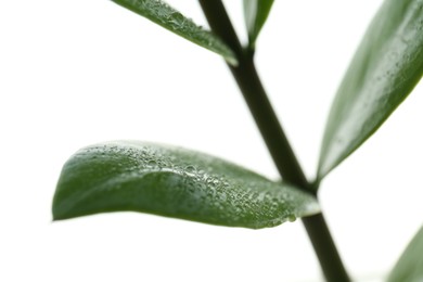 Photo of Fresh green plant with water drops on white background, closeup