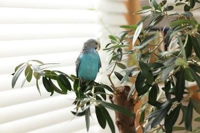 Photo of Pet parrot. Beautiful budgerigar sitting on tree indoors