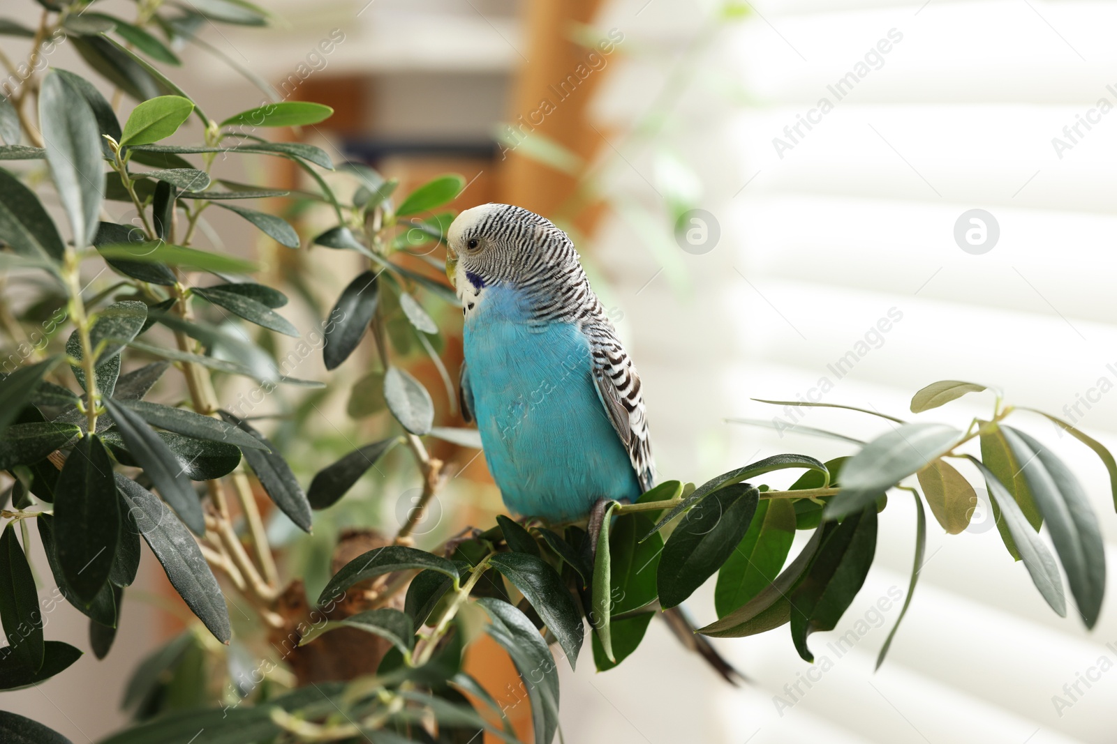 Photo of Pet parrot. Beautiful budgerigar sitting on tree indoors