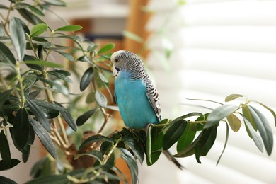 Photo of Pet parrot. Beautiful budgerigar sitting on tree indoors