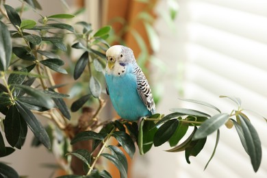 Photo of Pet parrot. Beautiful budgerigar sitting on tree indoors