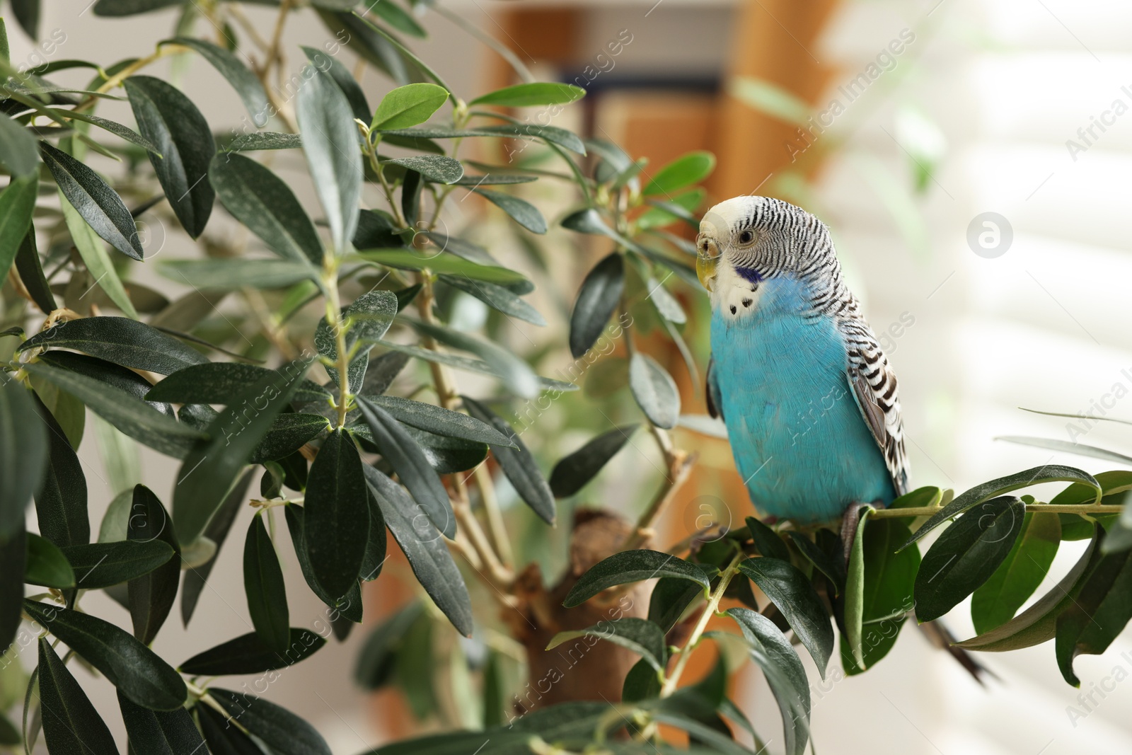 Photo of Pet parrot. Beautiful budgerigar sitting on tree indoors