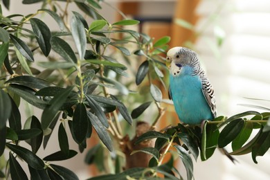 Photo of Pet parrot. Beautiful budgerigar sitting on tree indoors