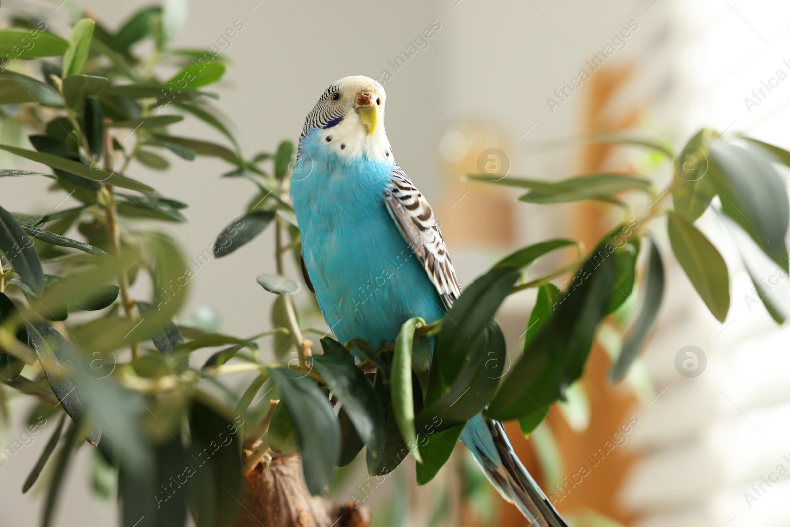 Photo of Pet parrot. Beautiful budgerigar sitting on tree indoors, low angle view