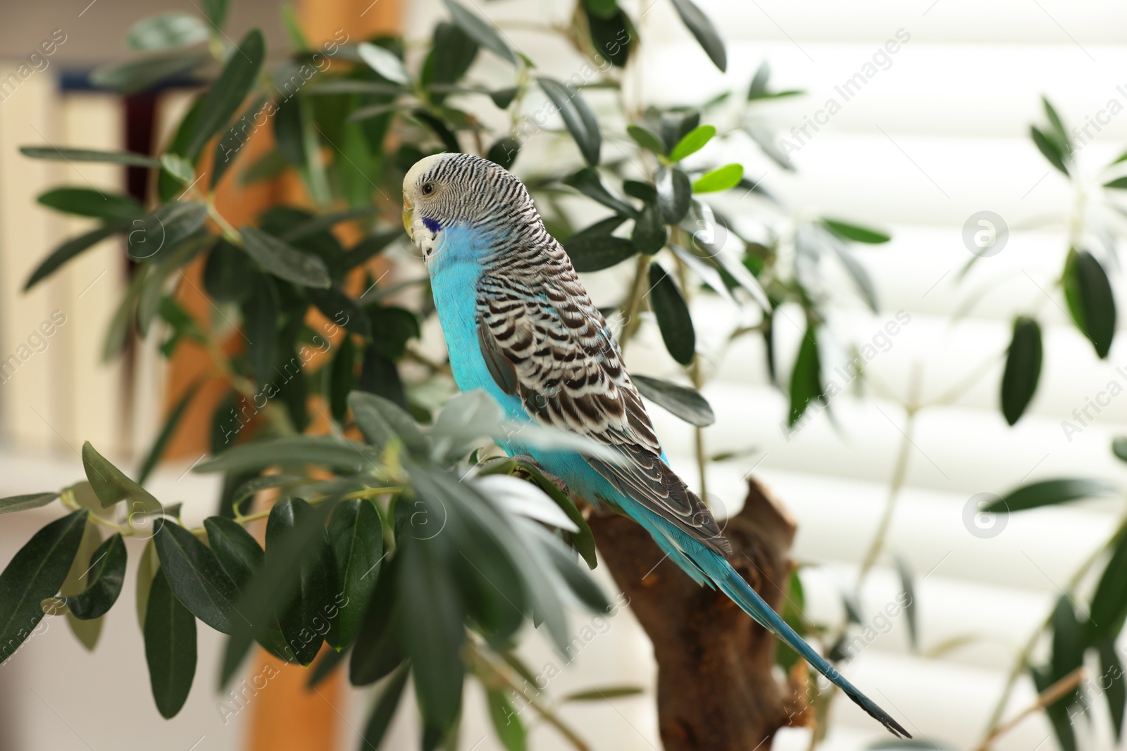 Photo of Pet parrot. Beautiful budgerigar sitting on tree indoors