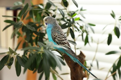 Photo of Pet parrot. Beautiful budgerigar sitting on tree indoors