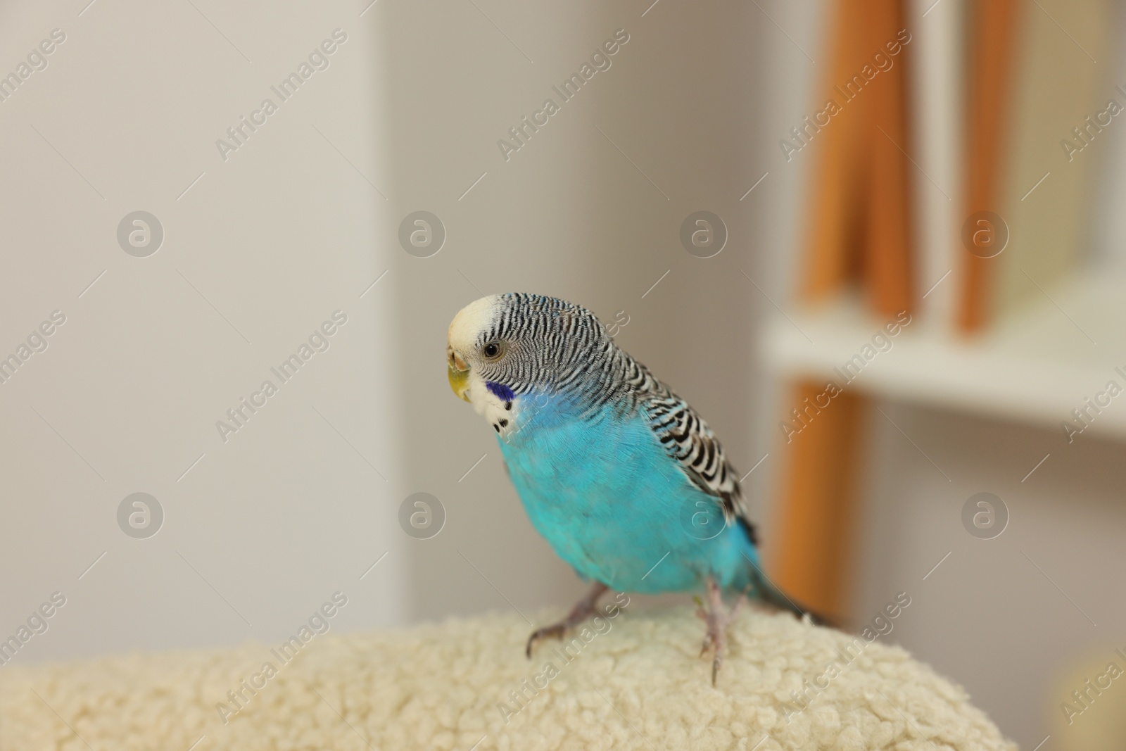 Photo of Pet parrot. Beautiful budgerigar sitting at home