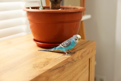 Photo of Pet parrot. Beautiful budgerigar sitting on chest of drawers at home