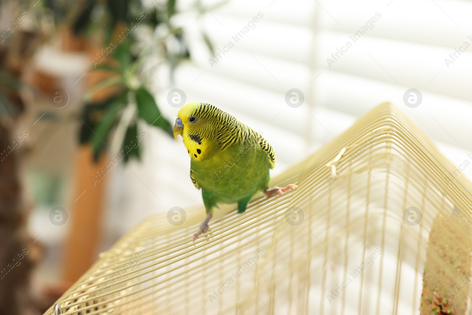 Photo of Pet parrot. Beautiful budgerigar sitting on cage indoors