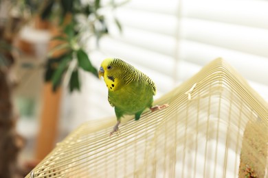 Photo of Pet parrot. Beautiful budgerigar sitting on cage indoors