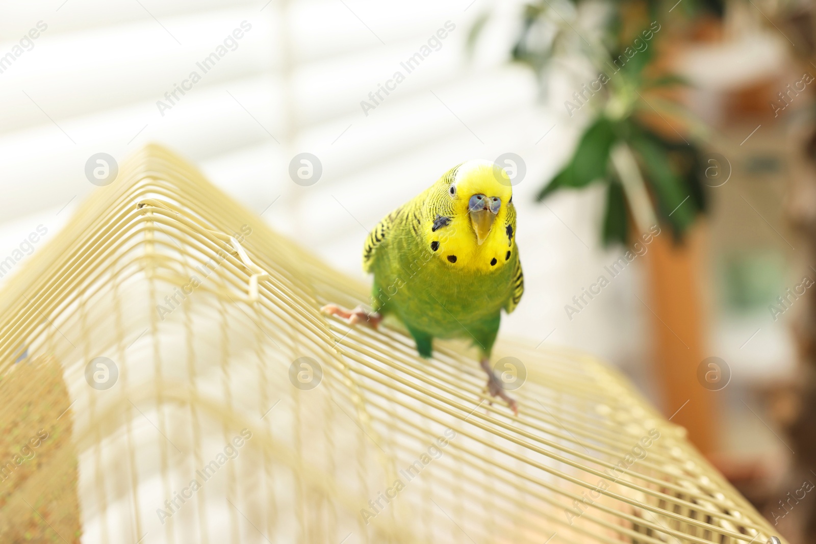 Photo of Pet parrot. Beautiful budgerigar sitting on cage indoors