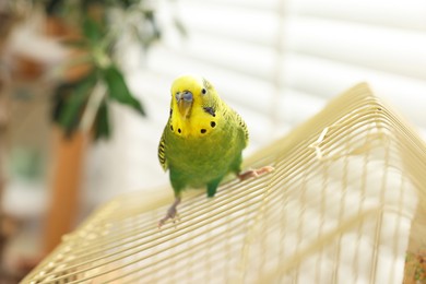 Photo of Pet parrot. Beautiful budgerigar sitting on cage indoors