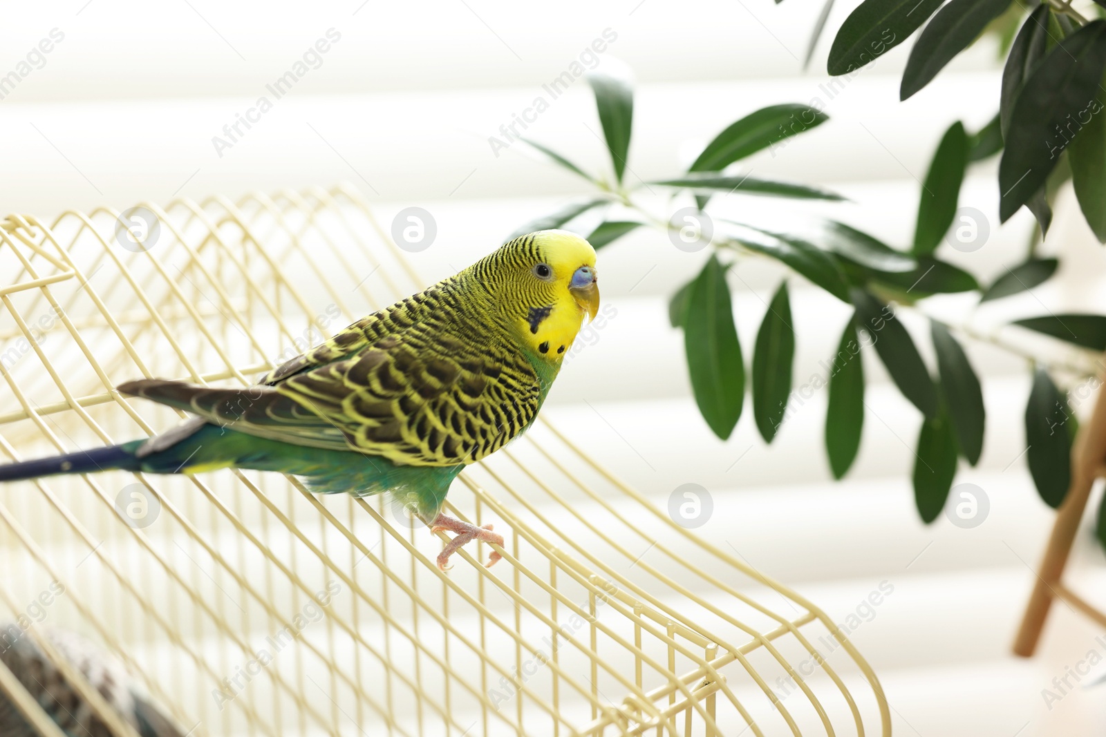 Photo of Pet parrot. Beautiful budgerigar sitting on cage indoors