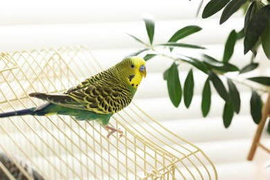 Photo of Pet parrot. Beautiful budgerigar sitting on cage indoors