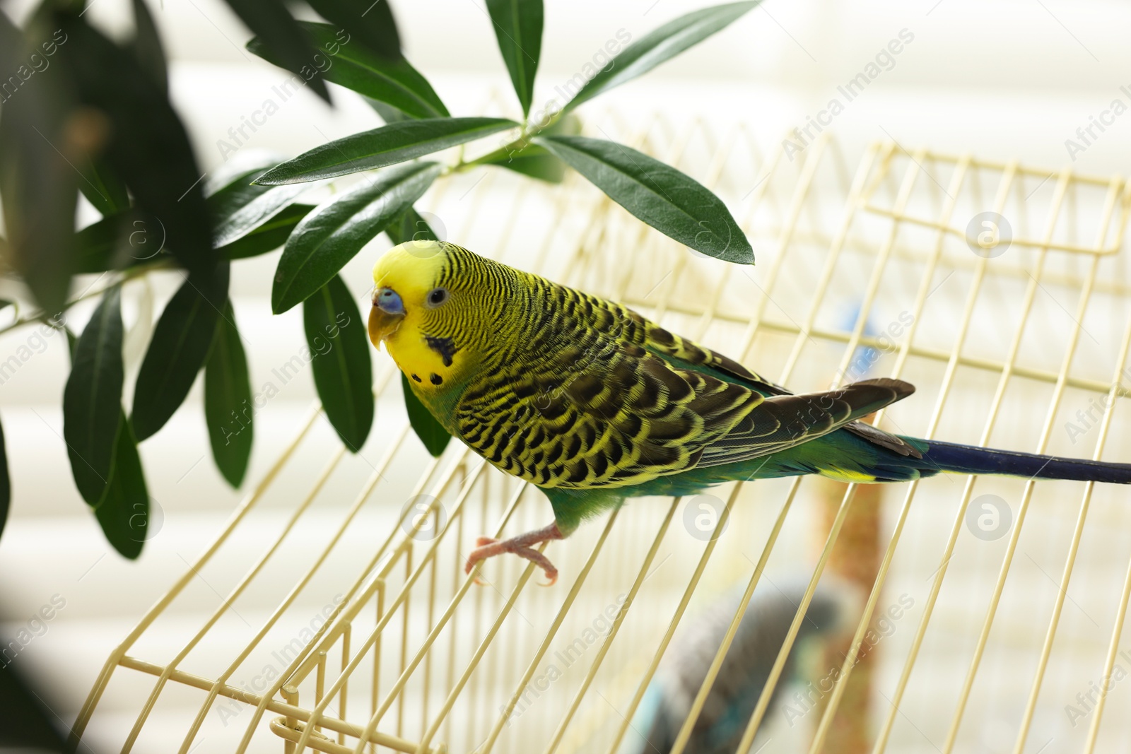 Photo of Pet parrot. Beautiful budgerigar sitting on cage indoors