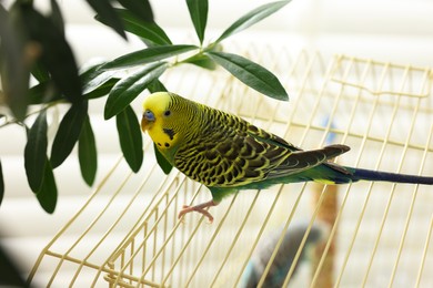 Pet parrot. Beautiful budgerigar sitting on cage indoors