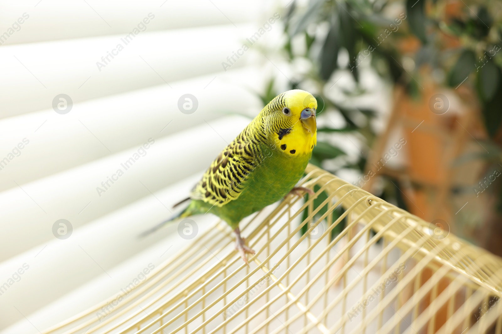 Photo of Pet parrot. Beautiful budgerigar sitting on cage indoors