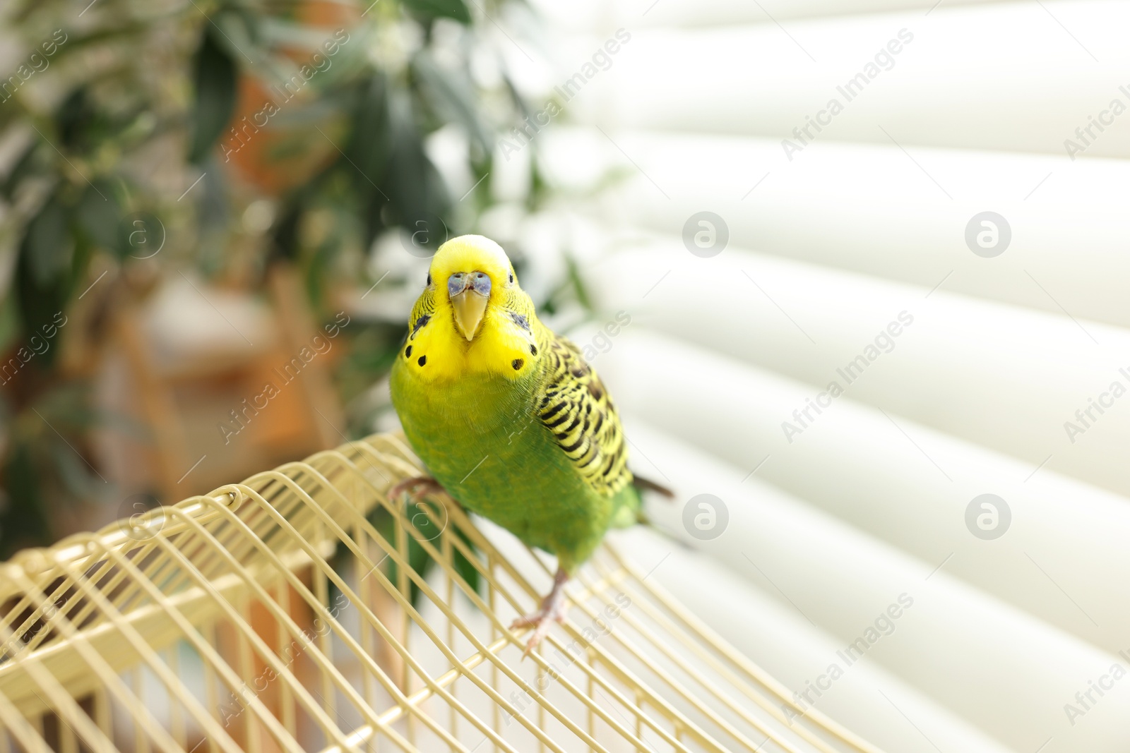 Photo of Pet parrot. Beautiful budgerigar sitting on cage indoors