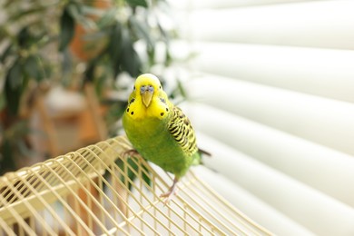 Photo of Pet parrot. Beautiful budgerigar sitting on cage indoors