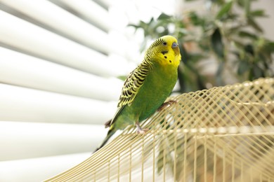 Photo of Pet parrot. Beautiful budgerigar sitting on cage indoors, low angle view