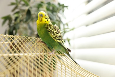 Photo of Pet parrot. Beautiful budgerigar sitting on cage indoors, low angle view