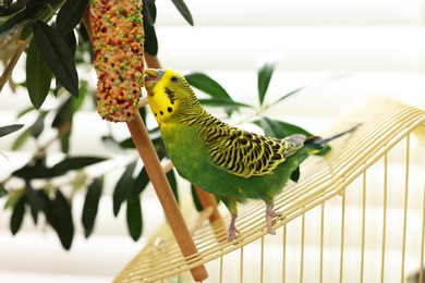 Photo of Pet parrot. Beautiful budgerigar eating bird treat on cage indoors