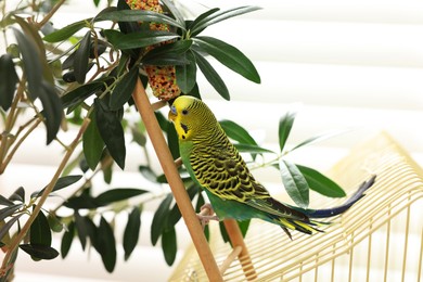 Photo of Pet parrot. Beautiful budgerigar on decorative ladder indoors