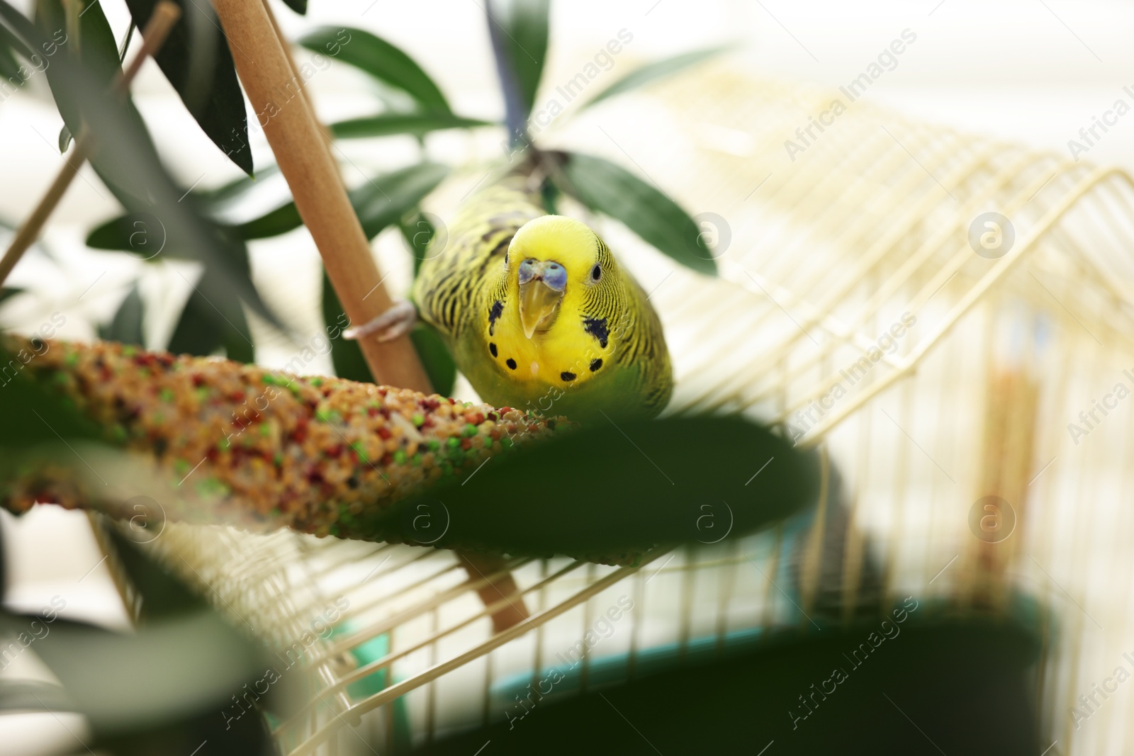 Photo of Pet parrot. Beautiful budgerigar on decorative ladder indoors