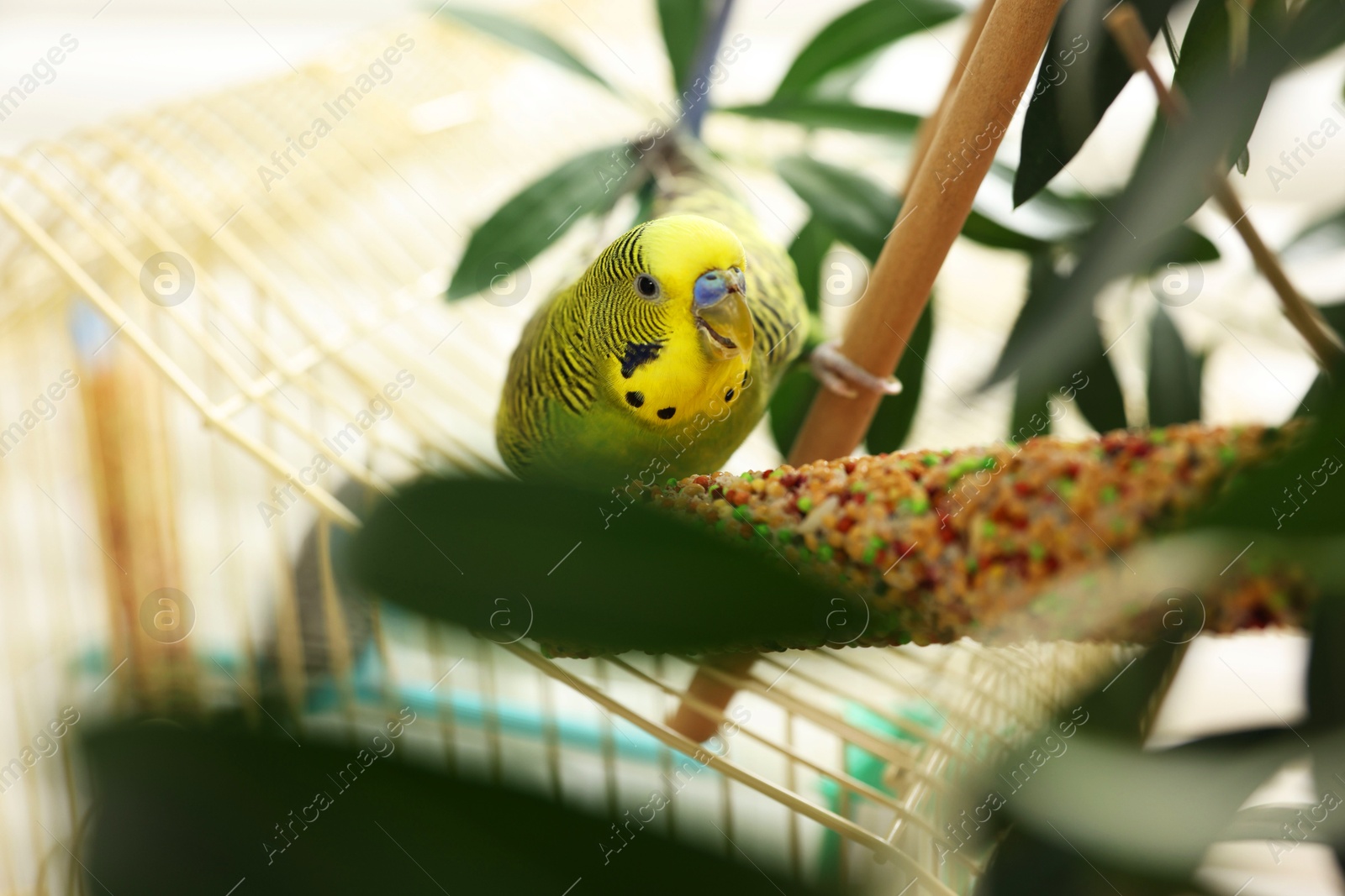 Photo of Pet parrot. Beautiful budgerigar on decorative ladder indoors