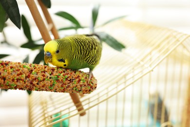 Photo of Pet parrot. Beautiful budgerigar eating bird treat on decorative ladder indoors