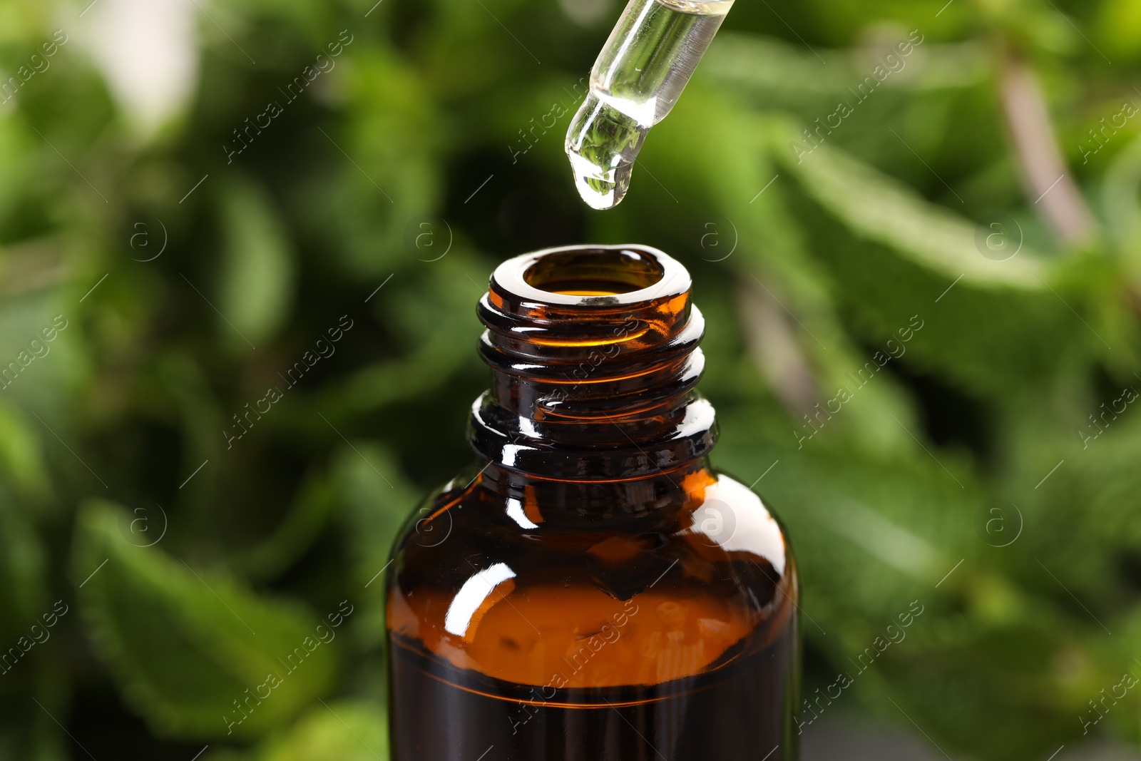 Photo of Dripping essential oil into bottle on blurred background, closeup