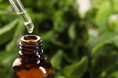 Dripping essential oil into bottle on blurred background, closeup