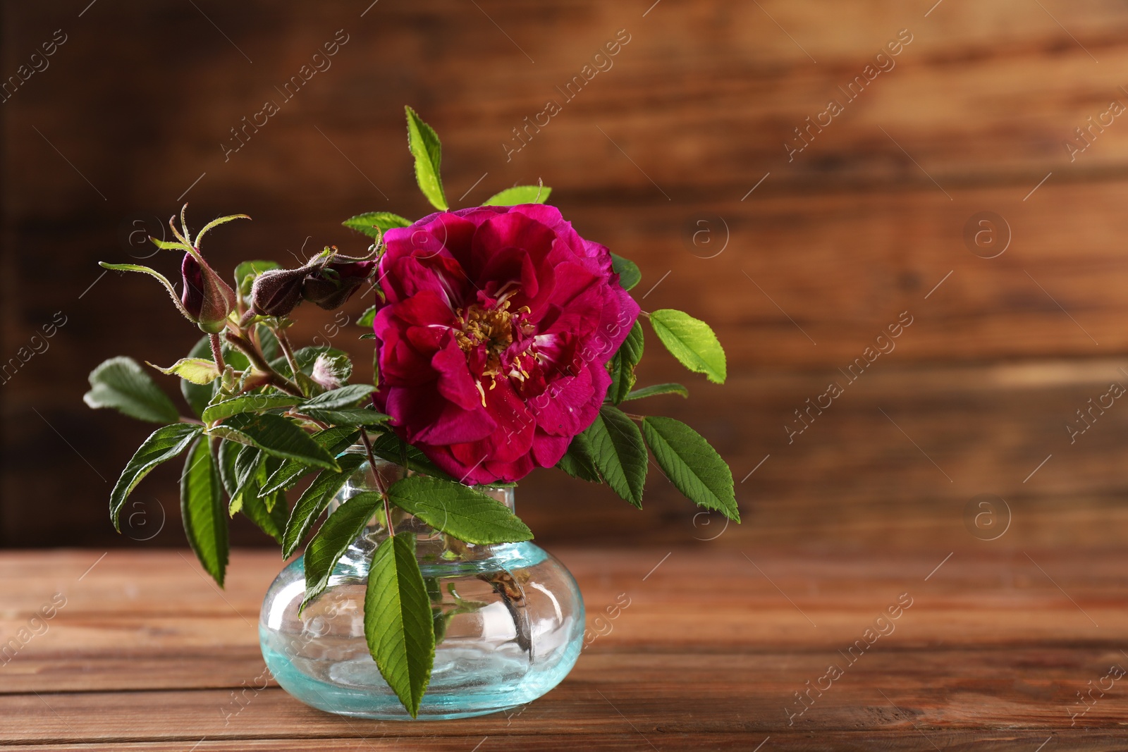 Photo of Beautiful roses in glass vase on wooden table, space for text