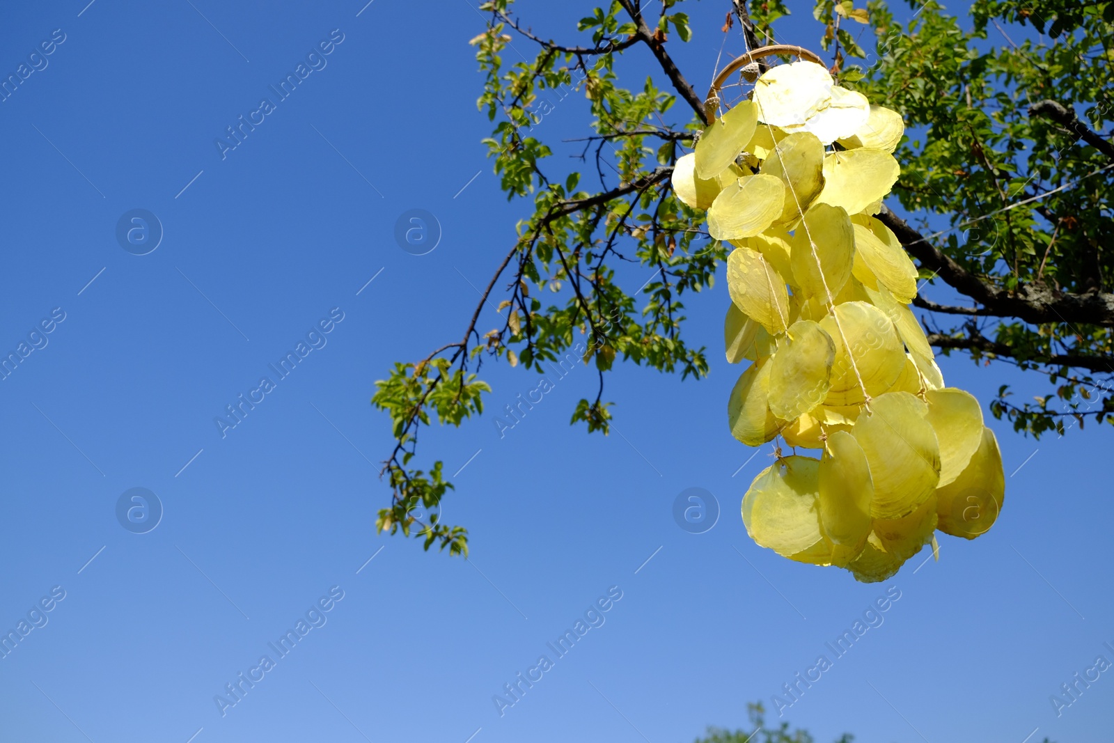 Photo of Beautiful wind chimes hanging on tree outdoors, low angle view