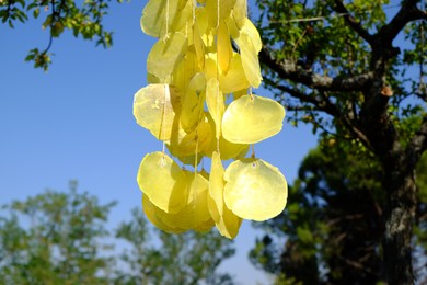 Photo of Beautiful wind chimes hanging on tree outdoors