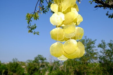 Photo of Beautiful wind chimes hanging on tree outdoors