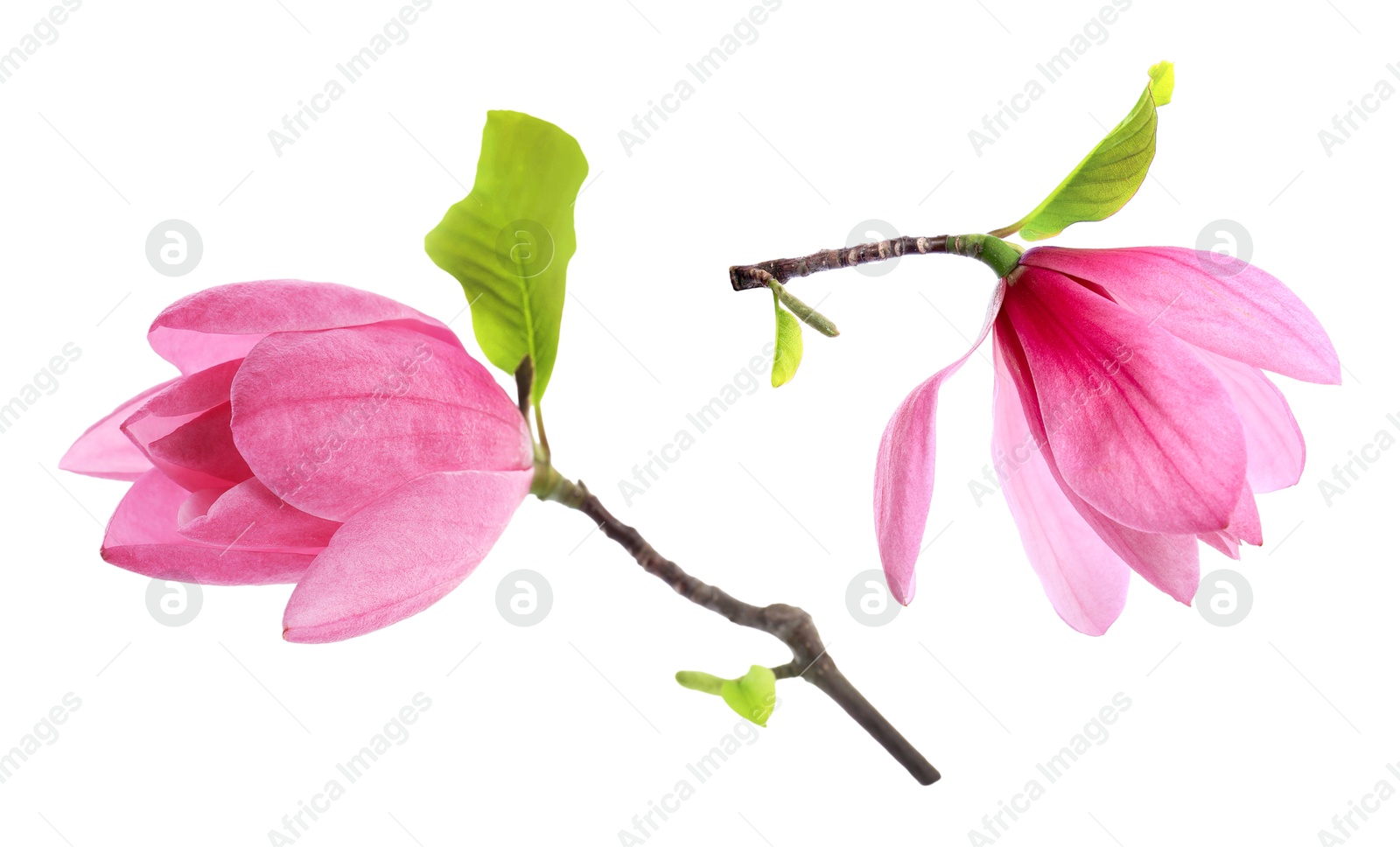 Image of Two beautiful magnolia flowers isolated on white