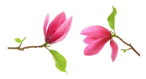 Image of Two beautiful magnolia flowers isolated on white